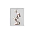 Picture of Cotton _GroupedProduct_Rectangle_Portrait_Photography _GroupedProduct_Rectangle_Portrait_Framed_Matted_