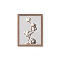 Picture of Cotton _GroupedProduct_Rectangle_Portrait_Photography _GroupedProduct_Rectangle_Portrait_Framed_Matted_