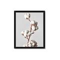 Picture of Cotton _GroupedProduct_Rectangle_Portrait_Photography _GroupedProduct_Rectangle_Portrait_Framed_Matted_