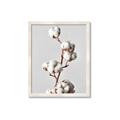 Picture of Cotton _GroupedProduct_Rectangle_Portrait_Photography _GroupedProduct_Rectangle_Portrait_Framed_Matted_