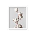 Picture of Cotton _GroupedProduct_Rectangle_Portrait_Photography _GroupedProduct_Rectangle_Portrait_Framed_Matted_