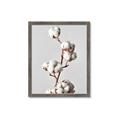 Picture of Cotton _GroupedProduct_Rectangle_Portrait_Photography _GroupedProduct_Rectangle_Portrait_Framed_Matted_