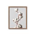 Picture of Cotton _GroupedProduct_Rectangle_Portrait_Photography _GroupedProduct_Rectangle_Portrait_Framed_Matted_