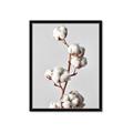 Picture of Cotton _GroupedProduct_Rectangle_Portrait_Photography _GroupedProduct_Rectangle_Portrait_Framed_Matted_