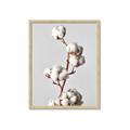 Picture of Cotton _GroupedProduct_Rectangle_Portrait_Photography _GroupedProduct_Rectangle_Portrait_Framed_Matted_