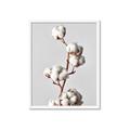 Picture of Cotton _GroupedProduct_Rectangle_Portrait_Photography _GroupedProduct_Rectangle_Portrait_Framed_Matted_