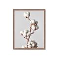 Picture of Cotton _GroupedProduct_Rectangle_Portrait_Photography _GroupedProduct_Rectangle_Portrait_Framed_Matted_