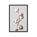 Picture of Cotton _GroupedProduct_Rectangle_Portrait_Photography _GroupedProduct_Rectangle_Portrait_Framed_Matted_