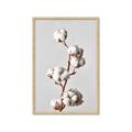 Picture of Cotton _GroupedProduct_Rectangle_Portrait_Photography _GroupedProduct_Rectangle_Portrait_Framed_Matted_