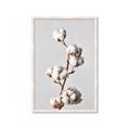 Picture of Cotton _GroupedProduct_Rectangle_Portrait_Photography _GroupedProduct_Rectangle_Portrait_Framed_Matted_
