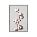 Picture of Cotton _GroupedProduct_Rectangle_Portrait_Photography _GroupedProduct_Rectangle_Portrait_Framed_Matted_