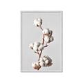 Picture of Cotton _GroupedProduct_Rectangle_Portrait_Photography _GroupedProduct_Rectangle_Portrait_Framed_Matted_