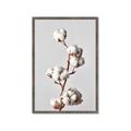 Picture of Cotton _GroupedProduct_Rectangle_Portrait_Photography _GroupedProduct_Rectangle_Portrait_Framed_Matted_