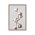 Picture of Cotton _GroupedProduct_Rectangle_Portrait_Photography _GroupedProduct_Rectangle_Portrait_Framed_Matted_