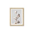 Picture of Cotton _GroupedProduct_Rectangle_Portrait_Photography _GroupedProduct_Rectangle_Portrait_Framed_Matted_