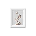 Picture of Cotton _GroupedProduct_Rectangle_Portrait_Photography _GroupedProduct_Rectangle_Portrait_Framed_Matted_