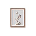 Picture of Cotton _GroupedProduct_Rectangle_Portrait_Photography _GroupedProduct_Rectangle_Portrait_Framed_Matted_