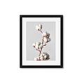 Picture of Cotton _GroupedProduct_Rectangle_Portrait_Photography _GroupedProduct_Rectangle_Portrait_Framed_Matted_