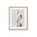 Picture of Cotton _GroupedProduct_Rectangle_Portrait_Photography _GroupedProduct_Rectangle_Portrait_Framed_Matted_