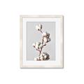 Picture of Cotton _GroupedProduct_Rectangle_Portrait_Photography _GroupedProduct_Rectangle_Portrait_Framed_Matted_
