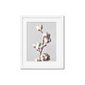 Picture of Cotton _GroupedProduct_Rectangle_Portrait_Photography _GroupedProduct_Rectangle_Portrait_Framed_Matted_