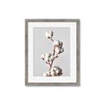 Picture of Cotton _GroupedProduct_Rectangle_Portrait_Photography _GroupedProduct_Rectangle_Portrait_Framed_Matted_