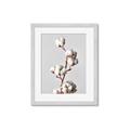 Picture of Cotton _GroupedProduct_Rectangle_Portrait_Photography _GroupedProduct_Rectangle_Portrait_Framed_Matted_