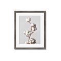 Picture of Cotton _GroupedProduct_Rectangle_Portrait_Photography _GroupedProduct_Rectangle_Portrait_Framed_Matted_