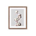 Picture of Cotton _GroupedProduct_Rectangle_Portrait_Photography _GroupedProduct_Rectangle_Portrait_Framed_Matted_