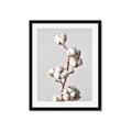 Picture of Cotton _GroupedProduct_Rectangle_Portrait_Photography _GroupedProduct_Rectangle_Portrait_Framed_Matted_