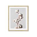 Picture of Cotton _GroupedProduct_Rectangle_Portrait_Photography _GroupedProduct_Rectangle_Portrait_Framed_Matted_