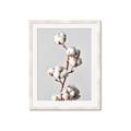 Picture of Cotton _GroupedProduct_Rectangle_Portrait_Photography _GroupedProduct_Rectangle_Portrait_Framed_Matted_