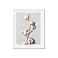 Picture of Cotton _GroupedProduct_Rectangle_Portrait_Photography _GroupedProduct_Rectangle_Portrait_Framed_Matted_