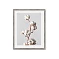Picture of Cotton _GroupedProduct_Rectangle_Portrait_Photography _GroupedProduct_Rectangle_Portrait_Framed_Matted_