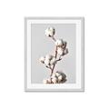 Picture of Cotton _GroupedProduct_Rectangle_Portrait_Photography _GroupedProduct_Rectangle_Portrait_Framed_Matted_
