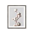 Picture of Cotton _GroupedProduct_Rectangle_Portrait_Photography _GroupedProduct_Rectangle_Portrait_Framed_Matted_