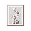 Picture of Cotton _GroupedProduct_Rectangle_Portrait_Photography _GroupedProduct_Rectangle_Portrait_Framed_Matted_