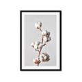 Picture of Cotton _GroupedProduct_Rectangle_Portrait_Photography _GroupedProduct_Rectangle_Portrait_Framed_Matted_
