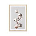 Picture of Cotton _GroupedProduct_Rectangle_Portrait_Photography _GroupedProduct_Rectangle_Portrait_Framed_Matted_
