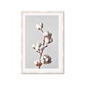 Picture of Cotton _GroupedProduct_Rectangle_Portrait_Photography _GroupedProduct_Rectangle_Portrait_Framed_Matted_