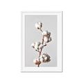 Picture of Cotton _GroupedProduct_Rectangle_Portrait_Photography _GroupedProduct_Rectangle_Portrait_Framed_Matted_