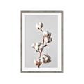 Picture of Cotton _GroupedProduct_Rectangle_Portrait_Photography _GroupedProduct_Rectangle_Portrait_Framed_Matted_