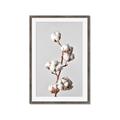 Picture of Cotton _GroupedProduct_Rectangle_Portrait_Photography _GroupedProduct_Rectangle_Portrait_Framed_Matted_