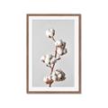 Picture of Cotton _GroupedProduct_Rectangle_Portrait_Photography _GroupedProduct_Rectangle_Portrait_Framed_Matted_
