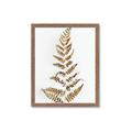 Picture of Dried Fern Leaf  _GroupedProduct_Rectangle_Portrait_Photography _GroupedProduct_Rectangle_Portrait_Framed_Matted_
