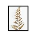 Picture of Dried Fern Leaf  _GroupedProduct_Rectangle_Portrait_Photography _GroupedProduct_Rectangle_Portrait_Framed_Matted_