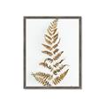 Picture of Dried Fern Leaf  _GroupedProduct_Rectangle_Portrait_Photography _GroupedProduct_Rectangle_Portrait_Framed_Matted_