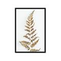 Picture of Dried Fern Leaf  _GroupedProduct_Rectangle_Portrait_Photography _GroupedProduct_Rectangle_Portrait_Framed_Matted_
