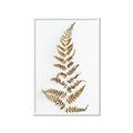 Picture of Dried Fern Leaf  _GroupedProduct_Rectangle_Portrait_Photography _GroupedProduct_Rectangle_Portrait_Framed_Matted_