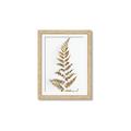 Picture of Dried Fern Leaf  _GroupedProduct_Rectangle_Portrait_Photography _GroupedProduct_Rectangle_Portrait_Framed_Matted_